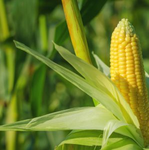 Ernteprodukte, Erntequalität, Lagerstabilität, Fertiactyl